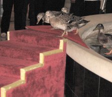 Peabody ducks.