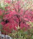Autumn trail in KY.